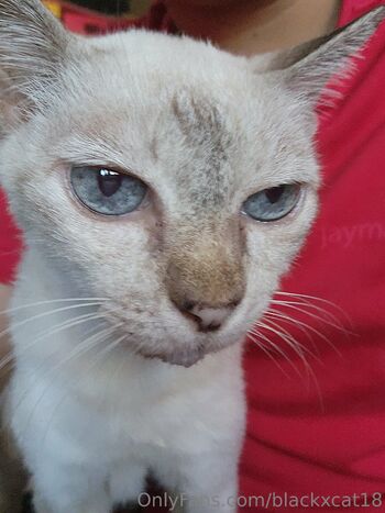 Blackca / blackxcat18 nude photo #22