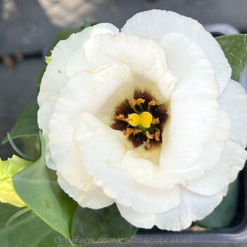 callmecupcakies nude photo #6