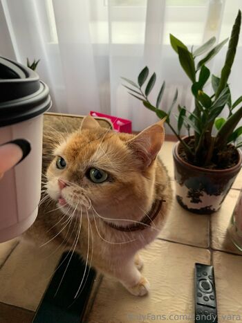 Candy Yar / candy_yara nude photo #39