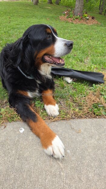 ChubbyBrat69 VIP / chubbybrat69vip nude photo #9