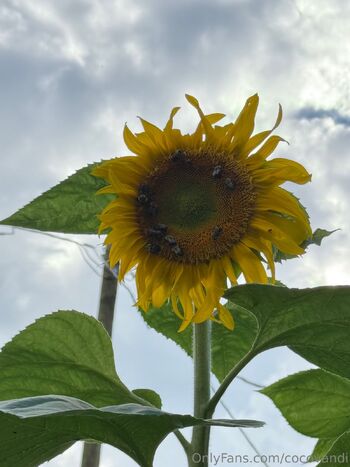 Coco Vand / cocovandi nude photo #38