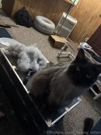 Cunning Kitte / cunning_kitten nude photo #1