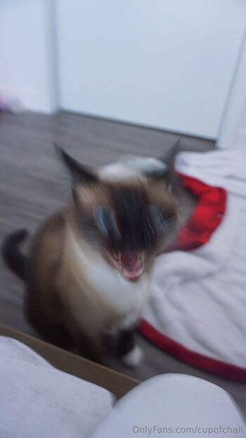 chai / cupofchaii nude photo #9