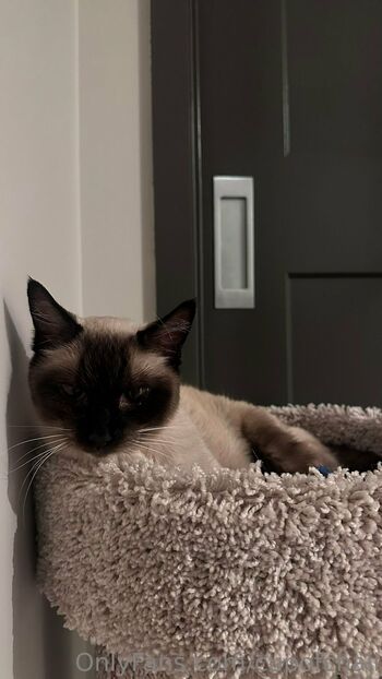 chai / cupofchaii nude photo #14