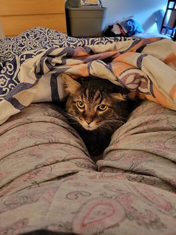 Cutesy Couga / cutesycougar nude photo #12