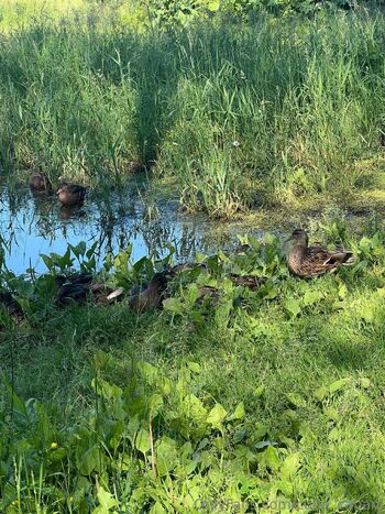 Your cutie eliza / cutie_cabani nude photo #2