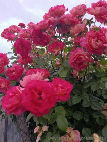 Dahnesia Blac / dahnesia_black nude photo #2