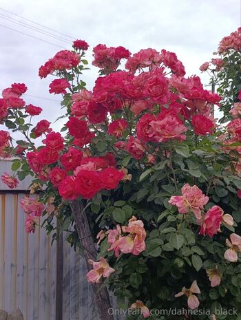 Dahnesia Blac / dahnesia_black nude photo #3