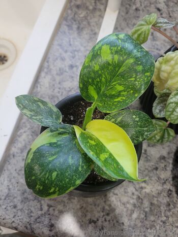 Dan / dani-2010 nude photo #10