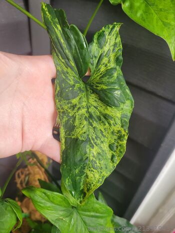 Dan / dani-2010 nude photo #11