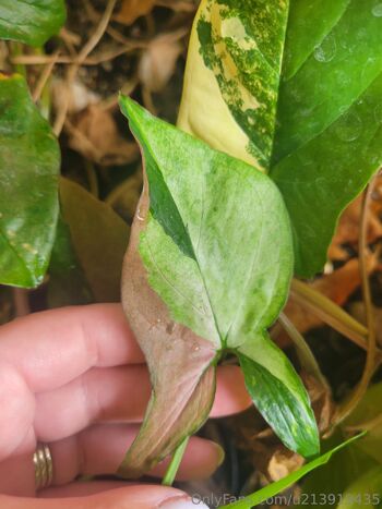 Dan / dani-2010 nude photo #12