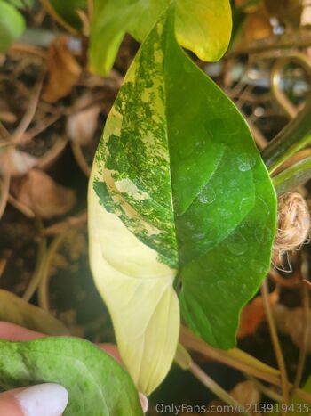 Dan / dani-2010 nude photo #13