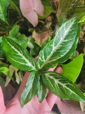 Dan / dani-2010 nude photo #14