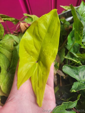 Dan / dani-2010 nude photo #15