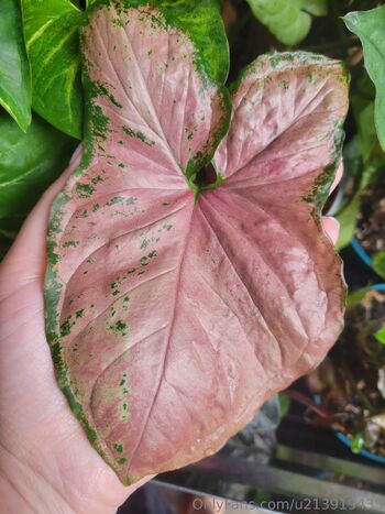 Dan / dani-2010 nude photo #16