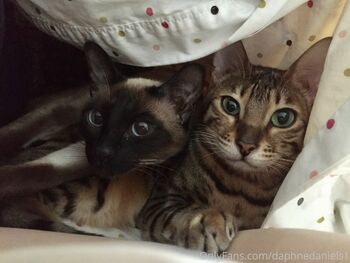 Daphne Daniel / daphnedaniels1 nude photo #16