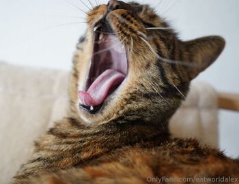 Ale / eatworldalex / eatwooorld nude photo #19