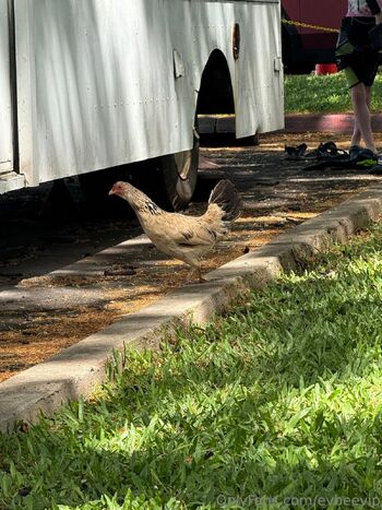 VIP Eevees Collab page / evbeevip nude photo #38