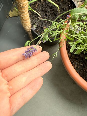 Evelyn White / evelynwhite nude photo #14