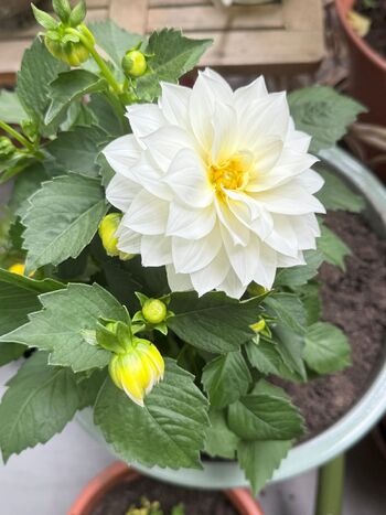 Evelyn White / evelynwhite nude photo #16