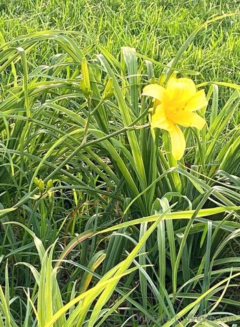 Evie / eviecutie nude photo #30