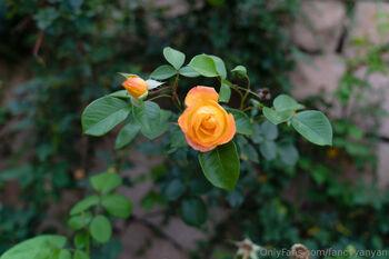 FancyYanYa / fancyyanyan / fancyyanyan2 nude photo #16