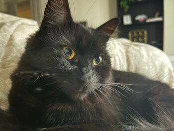 Fjuzie / fjuzie nude photo #28