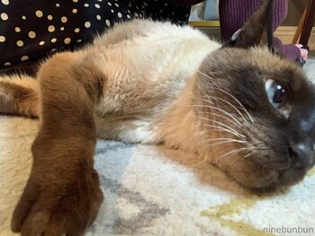 Bunbun FREE / freebunbun / 9bunbunn nude photo #21