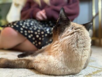 Bunbun FREE / freebunbun / 9bunbunn nude photo #22