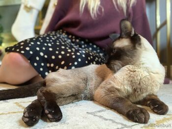 Bunbun FREE / freebunbun / 9bunbunn nude photo #23