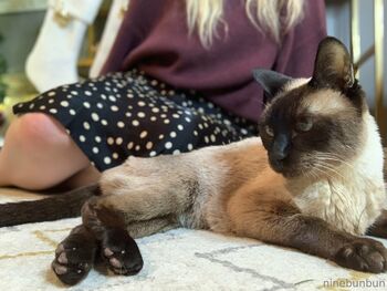 Bunbun FREE / freebunbun / 9bunbunn nude photo #24