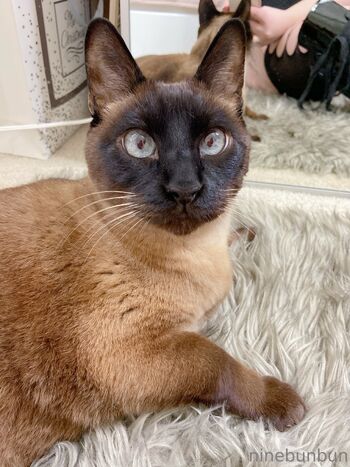 Bunbun FREE / freebunbun / 9bunbunn nude photo #27