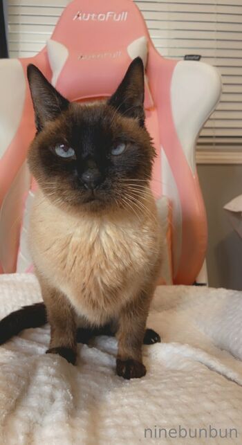 Bunbun FREE / freebunbun / 9bunbunn nude photo #32