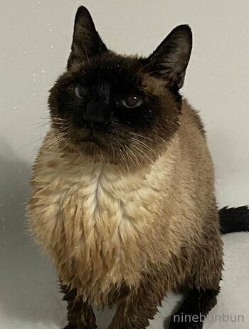 Bunbun FREE / freebunbun / 9bunbunn nude photo #37