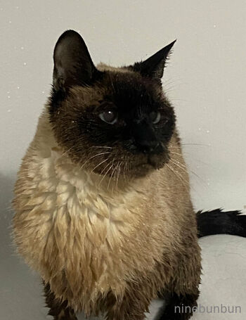 Bunbun FREE / freebunbun / 9bunbunn nude photo #38