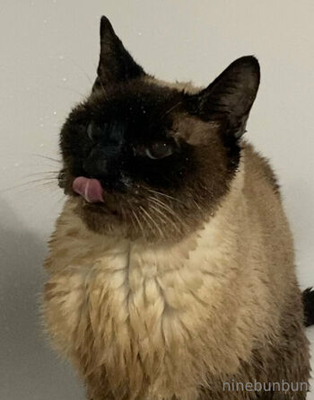 Bunbun FREE / freebunbun / 9bunbunn nude photo #39