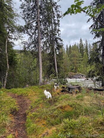 Adeline Frost / freefrost nude photo #16