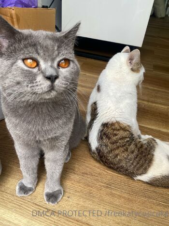 𝗛𝗢𝗥𝗡𝗬 𝐓𝐢𝐠𝐡𝐭 𝐀𝐬𝐢𝐚𝐧 / freekatycupcake nude photo #4