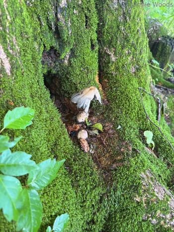 Jannie Wood / itsjanniewoods nude photo #8