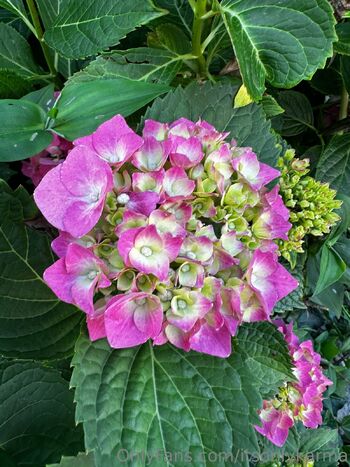 Karma-Kimberl / itsonlykarma nude photo #38