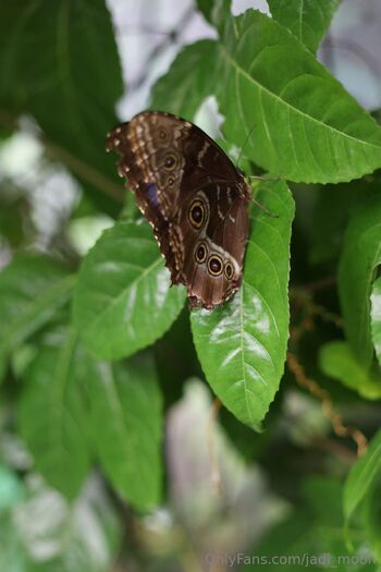 Jadi / jadi_moon nude photo #37