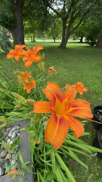 jea / jeannnnnnn / jeanlouiee / jeanlouiep / sativatreebaby / mentallyilljimcow nude photo #21