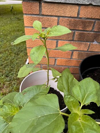 jea / jeannnnnnn / jeanlouiee / jeanlouiep / sativatreebaby / mentallyilljimcow nude photo #47