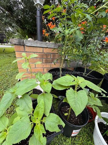 jea / jeannnnnnn / jeanlouiee / jeanlouiep / sativatreebaby / mentallyilljimcow nude photo #48