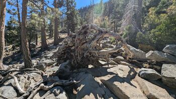 Josie mature wildcatmommystepmo / josieray88 nude photo #25