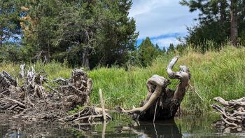 Josie mature wildcatmommystepmo / josieray88 nude photo #38