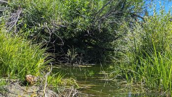 Josie mature wildcatmommystepmo / josieray88 nude photo #39