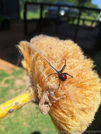 Willo / justteasingorami nude photo #8