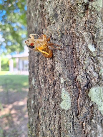 Willo / justteasingorami nude photo #11