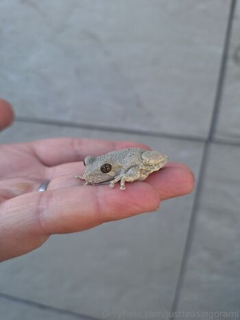 Willo / justteasingorami nude photo #13